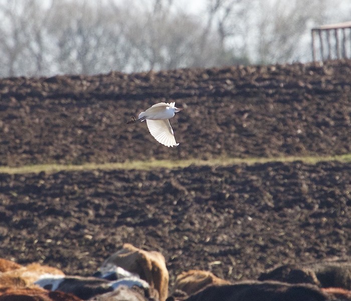 Cattle Egret