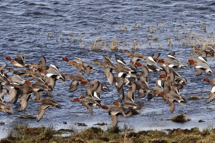 American Wigeon