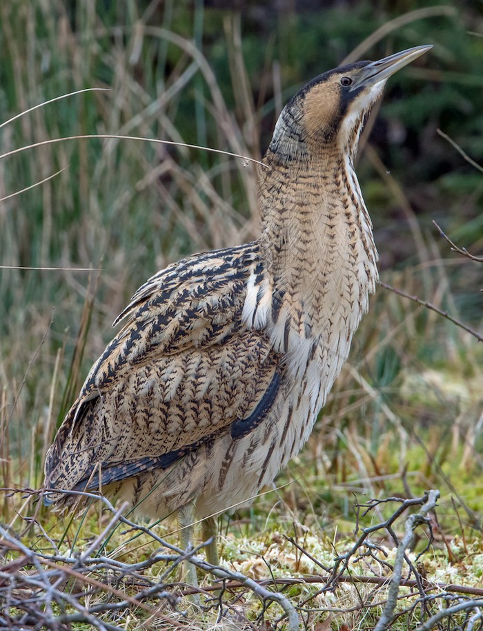 Bittern