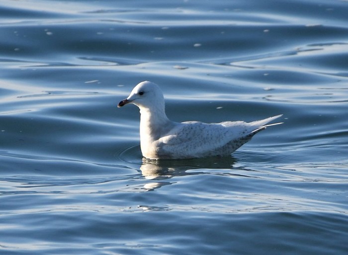 Iceland Gull