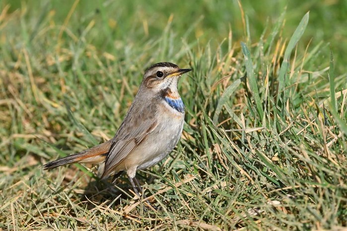 Bluethroat