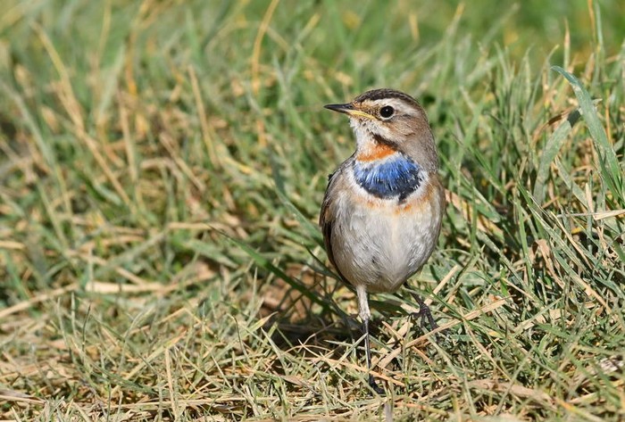 Bluethroat