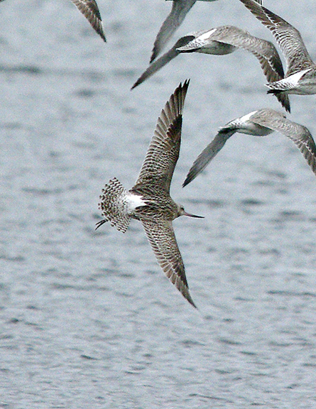 Bar-tailed Godwit