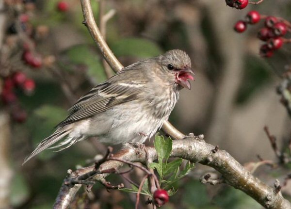 Common Rosefinch