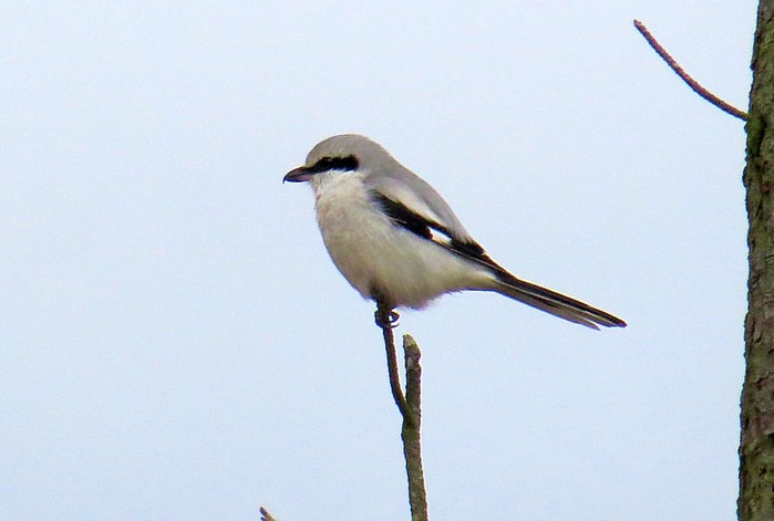 Great Grey Shrike