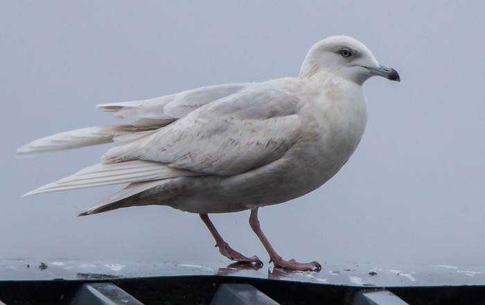Iceland Gull