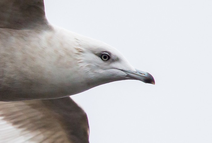 Iceland Gull