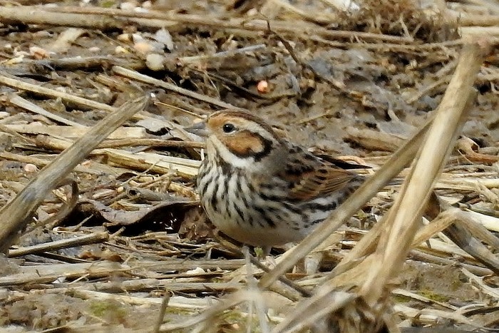 Little Bunting