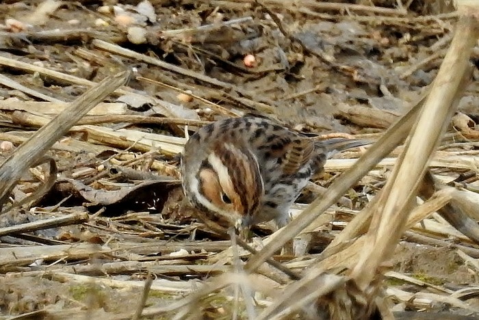 Little Bunting