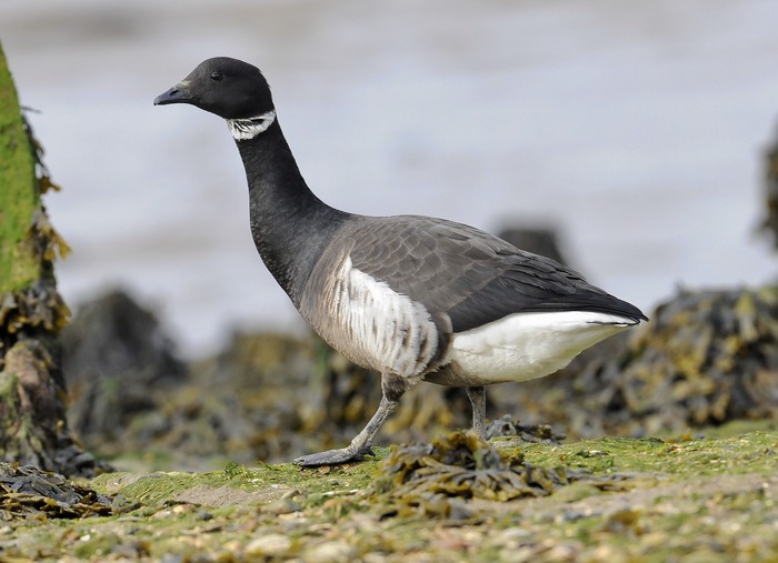 Black Brant