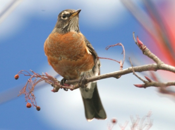American Robin