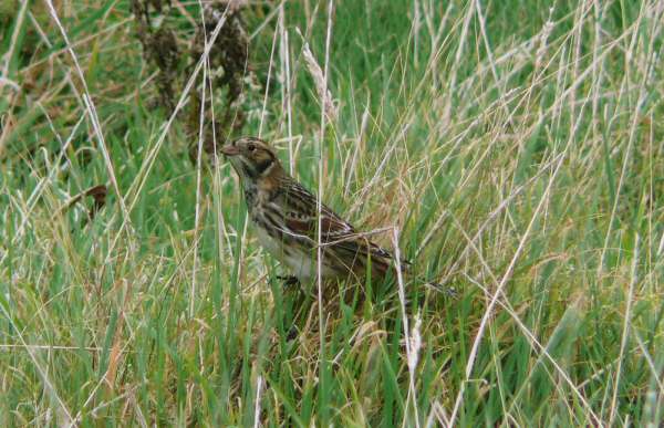 Lapland Bunting