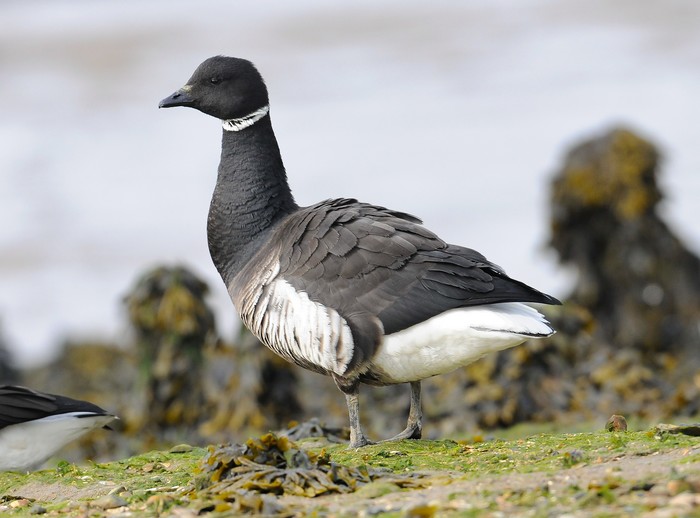 Black Brant
