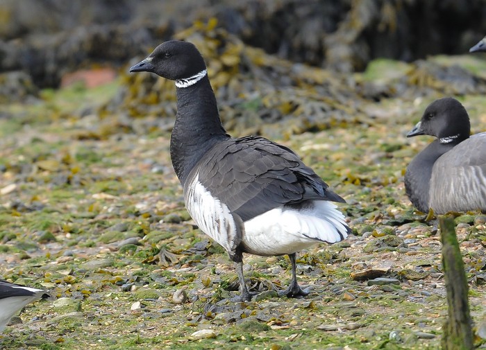 Black Brant