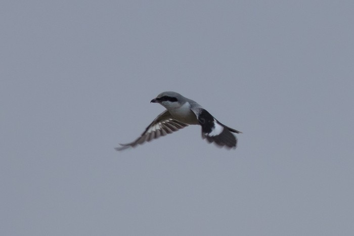 Great Grey Shrike