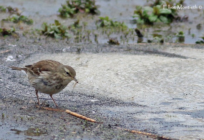 Water Pipit