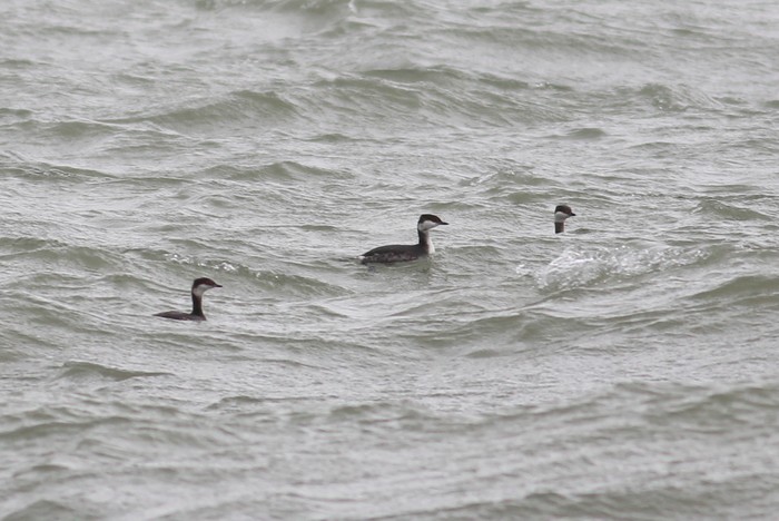 Slavonian Grebe