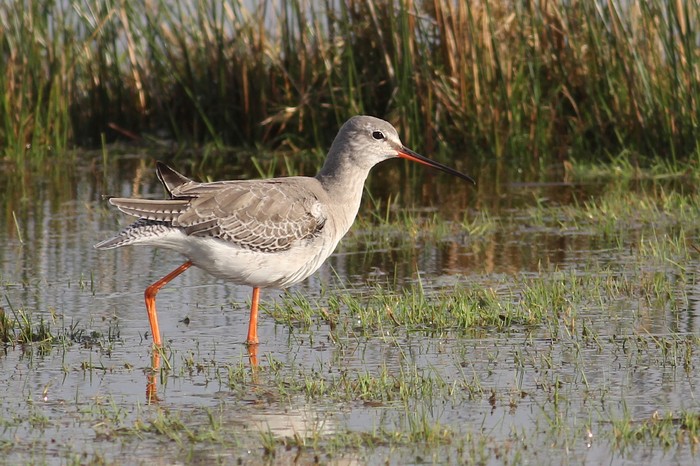 Spotted Redshank