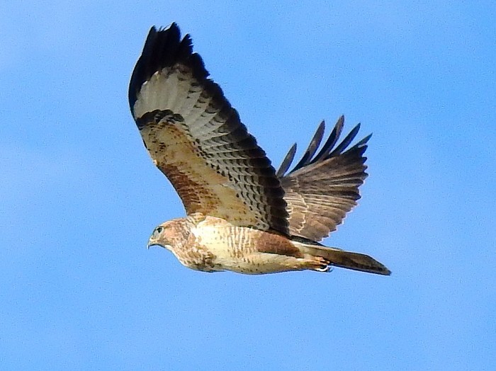 Buzzard