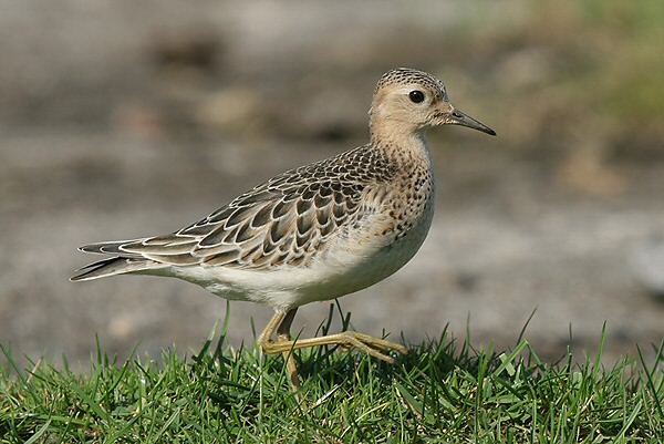 Buff-breasted Sandpiper