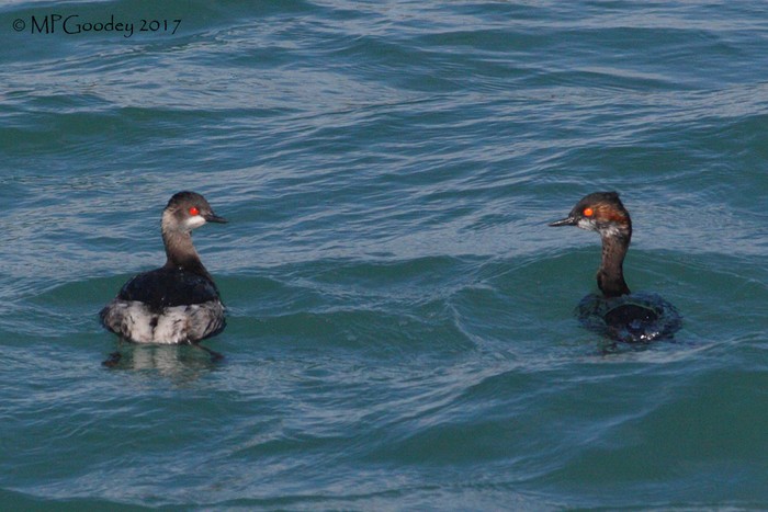 Black-necked Grebe