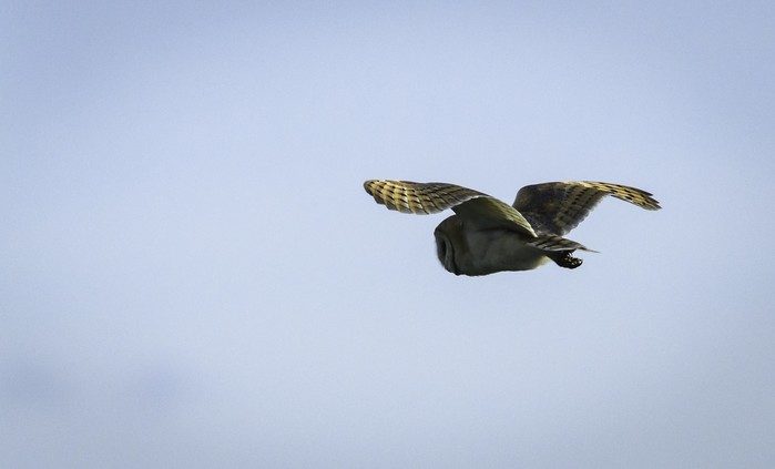 Barn Owl