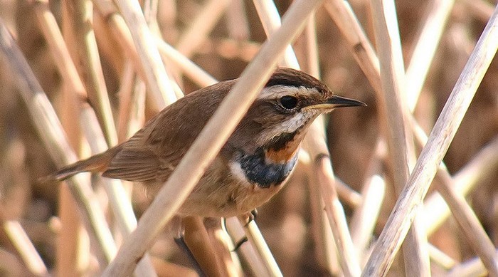 Bluethroat