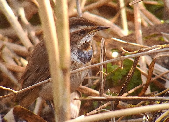 Bluethroat