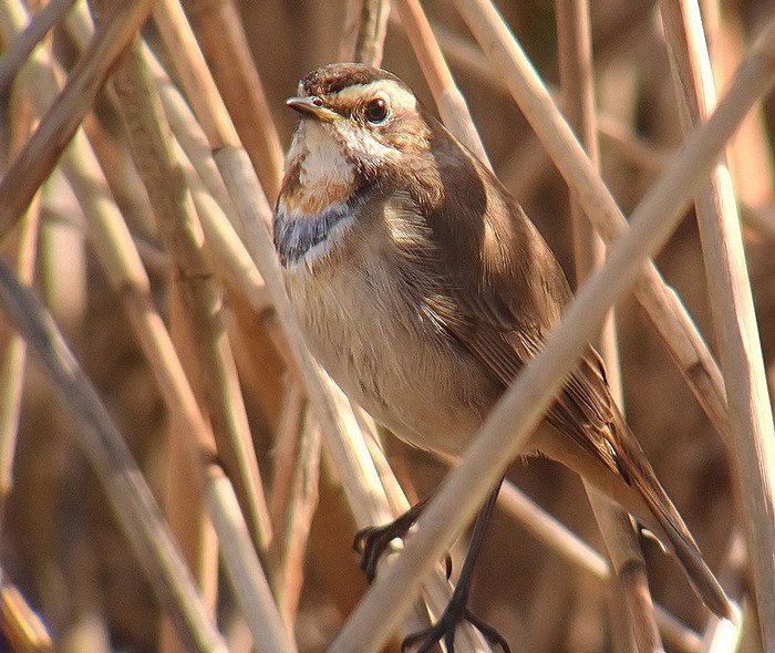 Bluethroat