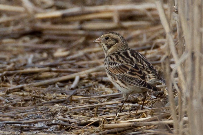Lapland Bunting