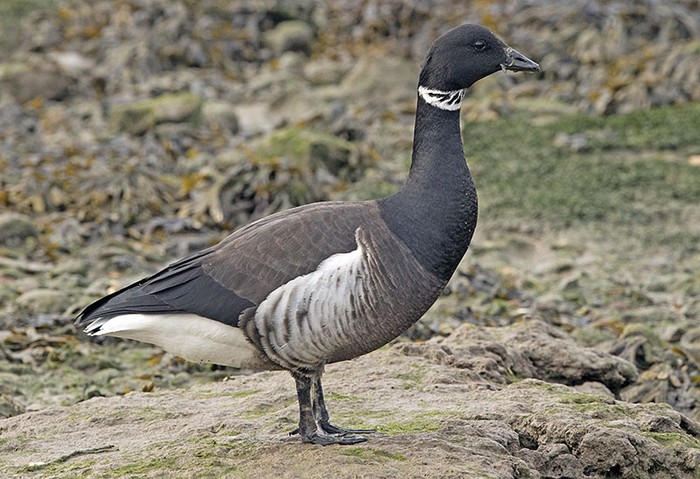 Black Brant
