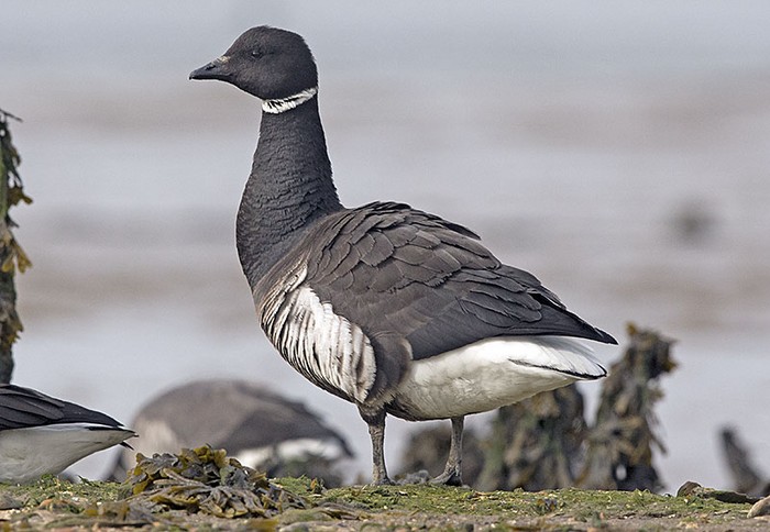 Black Brant