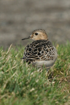 Buff-breasted Sandpiper