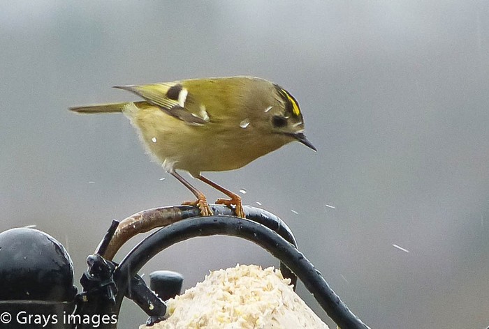 Goldcrest