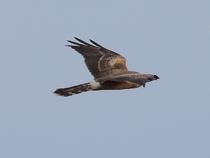 Pallid Harrier
