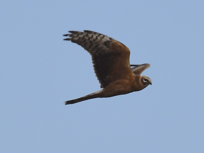 Pallid Harrier