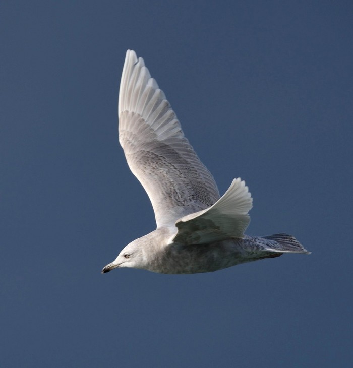 Iceland Gull
