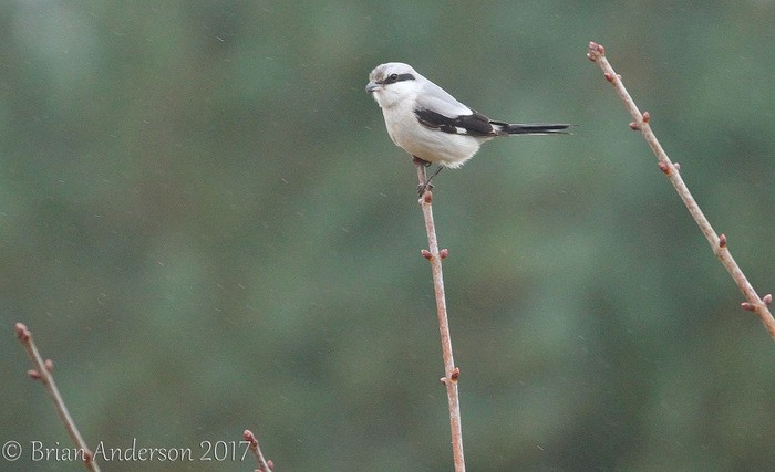 Great Grey Shrike