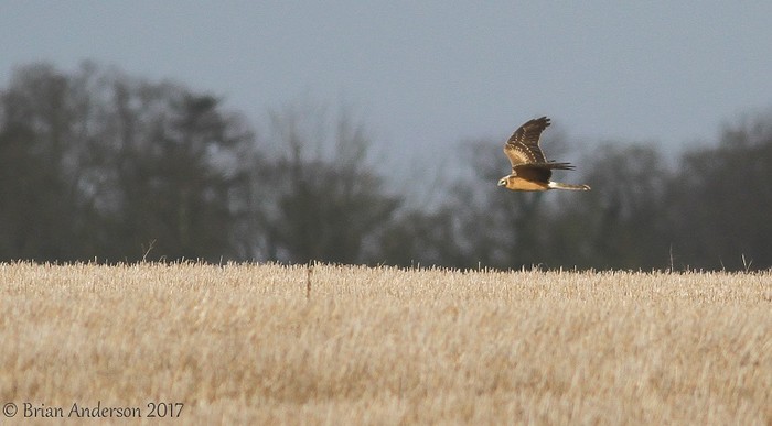 Pallid Harrier