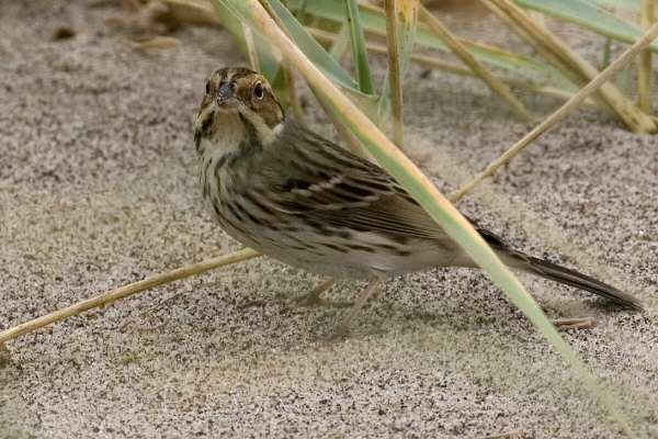 Little Bunting