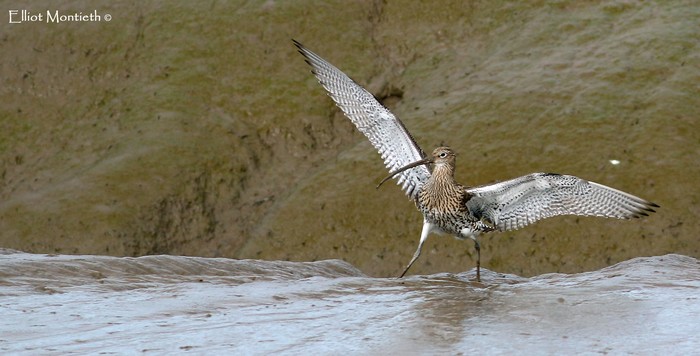 Curlew