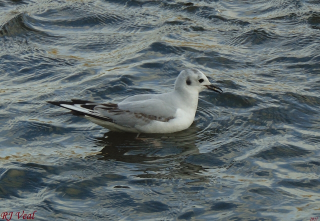 Bonaparte's Gull
