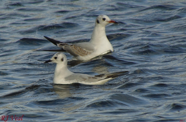 Bonaparte's Gull