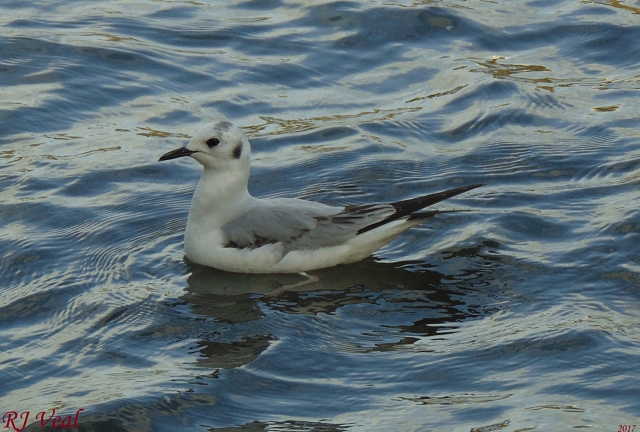 Bonaparte's Gull