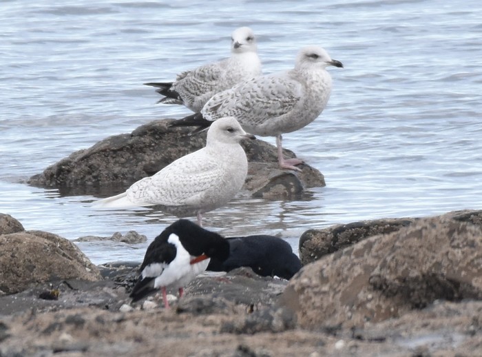 Iceland Gull