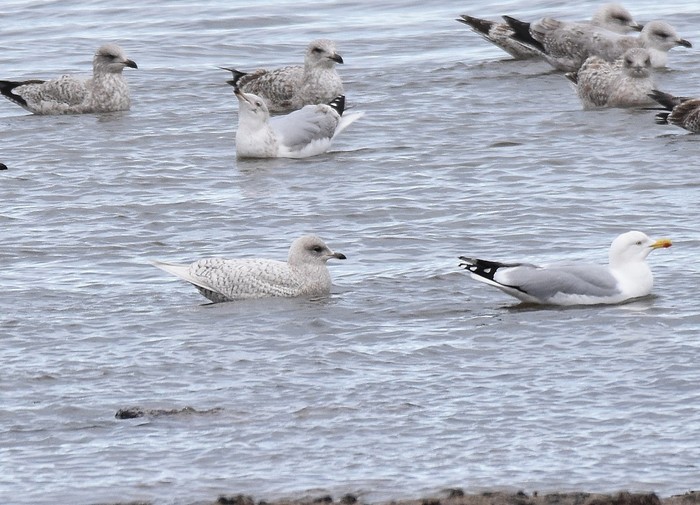 Iceland Gull