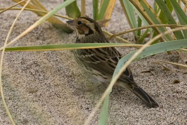 Little Bunting