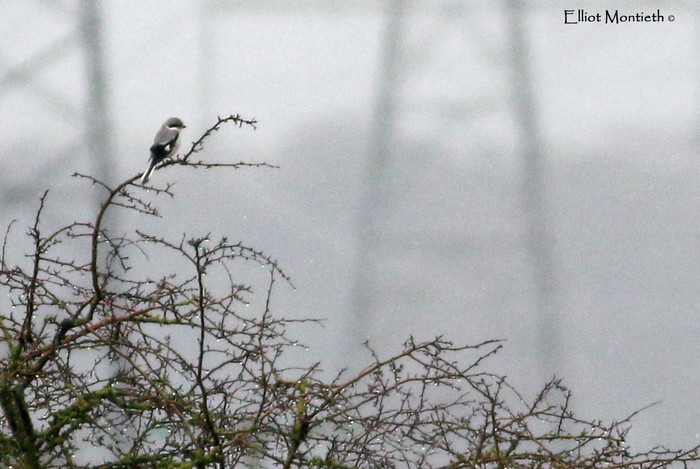 Great Grey Shrike