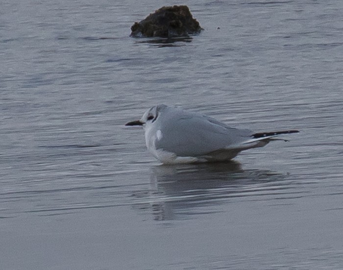 Bonaparte's Gull