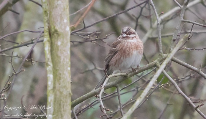 Pine Bunting